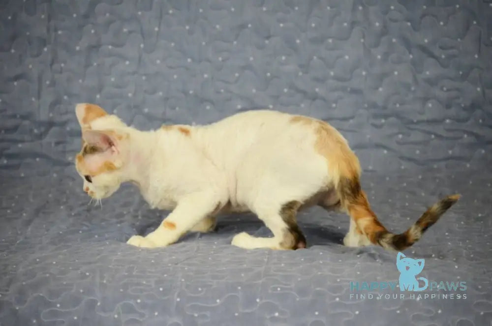 Evelina Devon Rex female black tortie tabby harlequin live animals