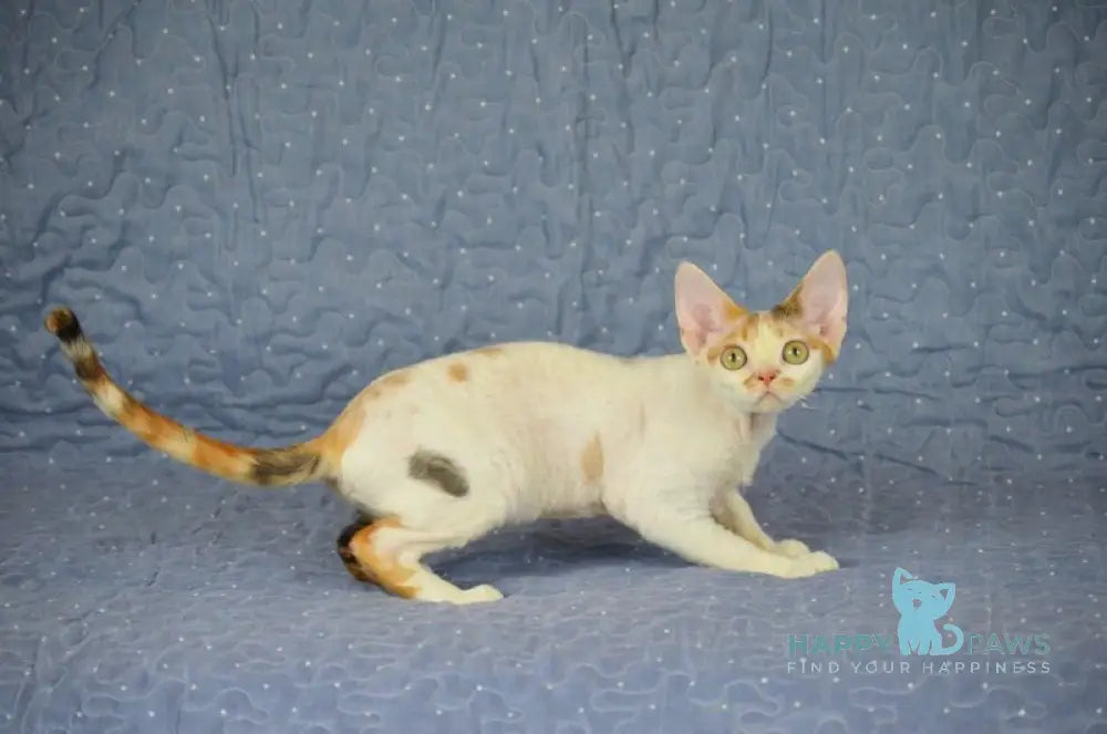 Evelina Devon Rex female black tortie tabby harlequin live animals