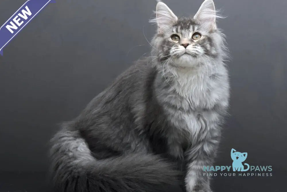 Evelina Maine Coon female blue silver tabby live animals