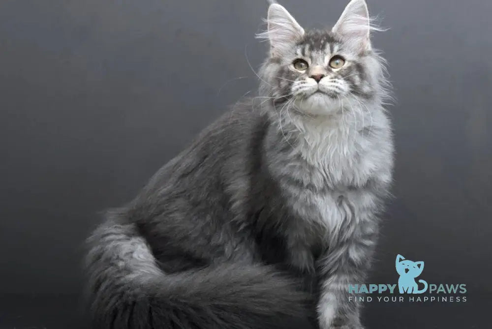 Evelina Maine Coon female blue silver tabby live animals
