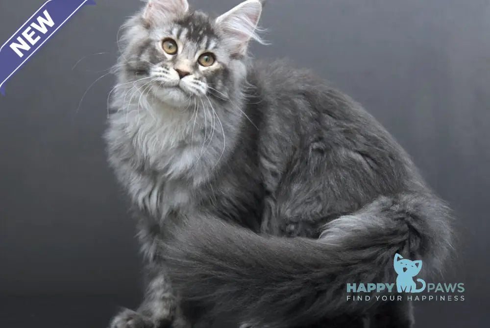 Evelina Maine Coon female blue silver tabby live animals