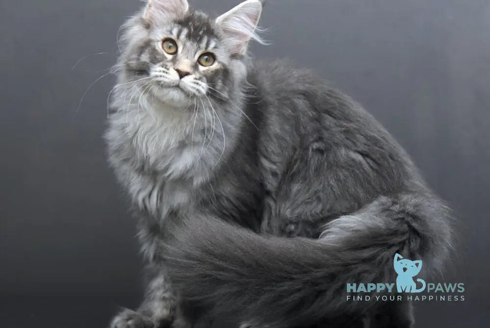 Evelina Maine Coon female blue silver tabby live animals