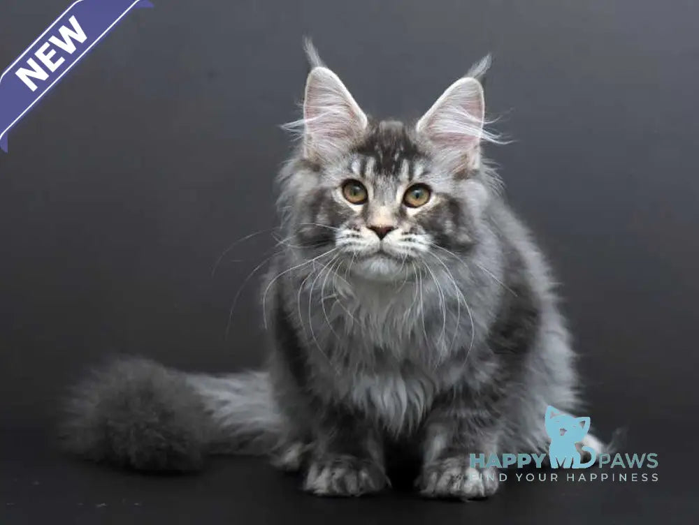Evelina Maine Coon female blue silver tabby live animals