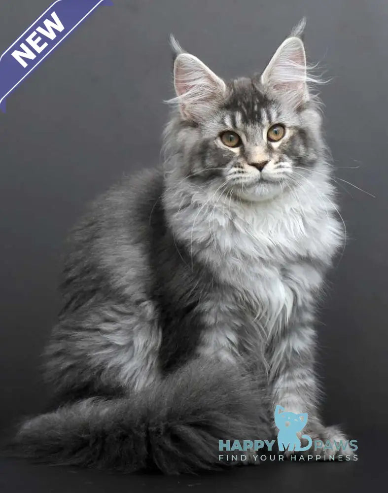 Evelina Maine Coon female blue silver tabby live animals