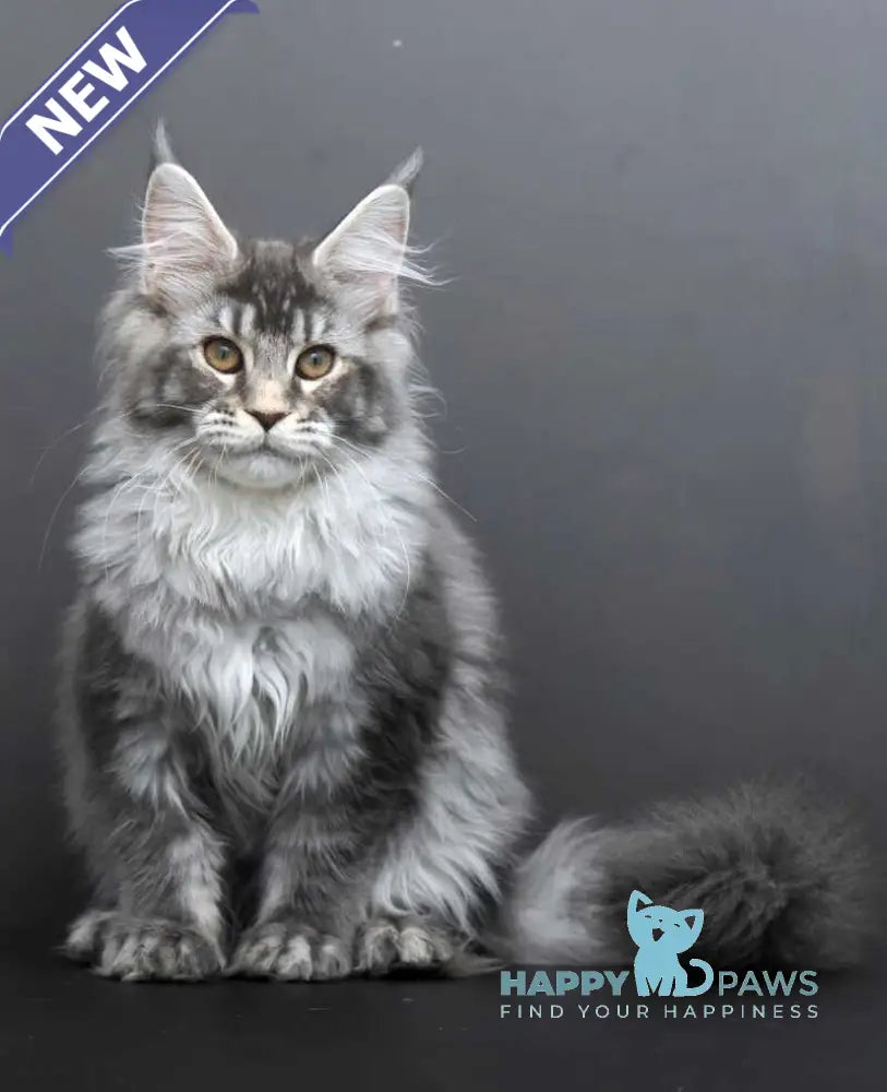 Evelina Maine Coon female blue silver tabby live animals