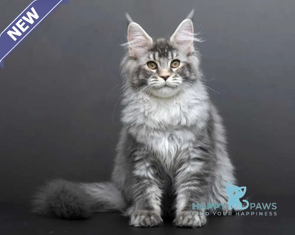 Evelina Maine Coon female blue silver tabby live animals