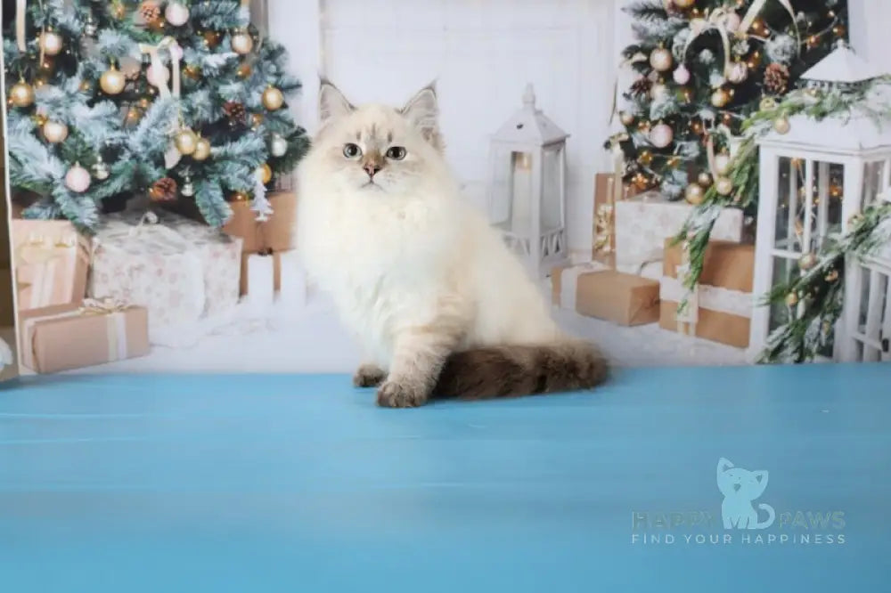 Evelina Siberian female black tabby pointed live animals