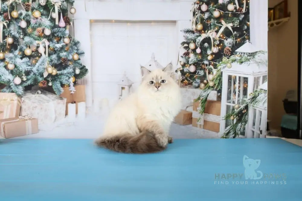 Evelina Siberian female black tabby pointed live animals