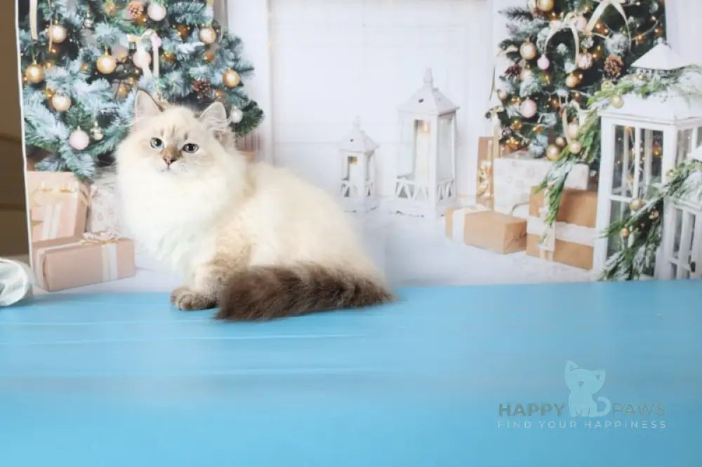 Evelina Siberian female black tabby pointed live animals