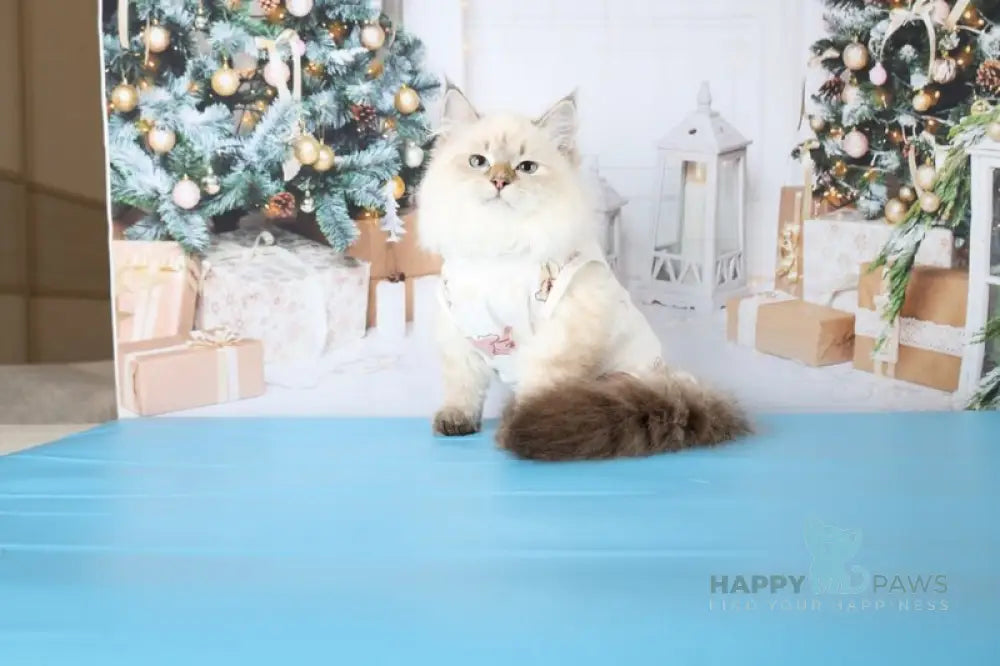 Evelina Siberian female black tabby pointed live animals