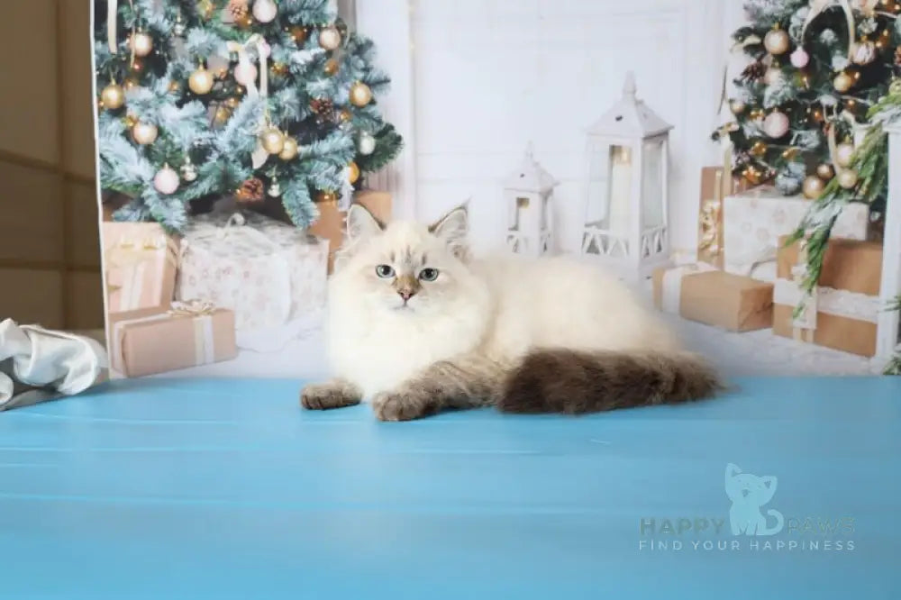 Evelina Siberian female black tabby pointed live animals