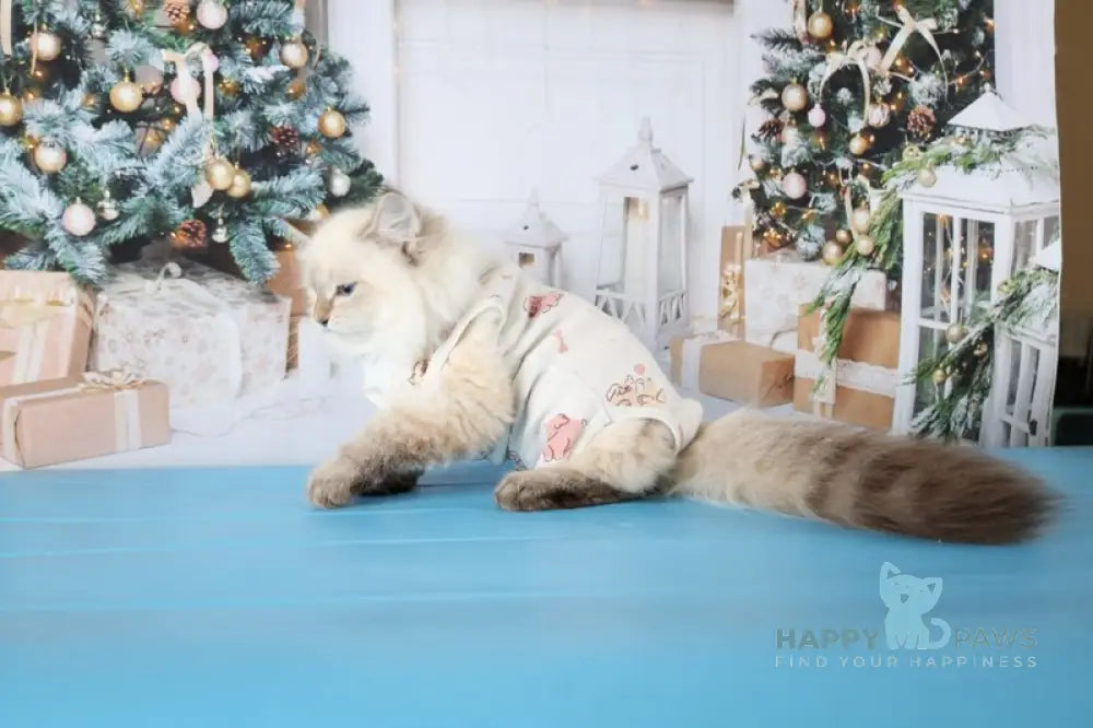 Evelina Siberian female black tabby pointed live animals