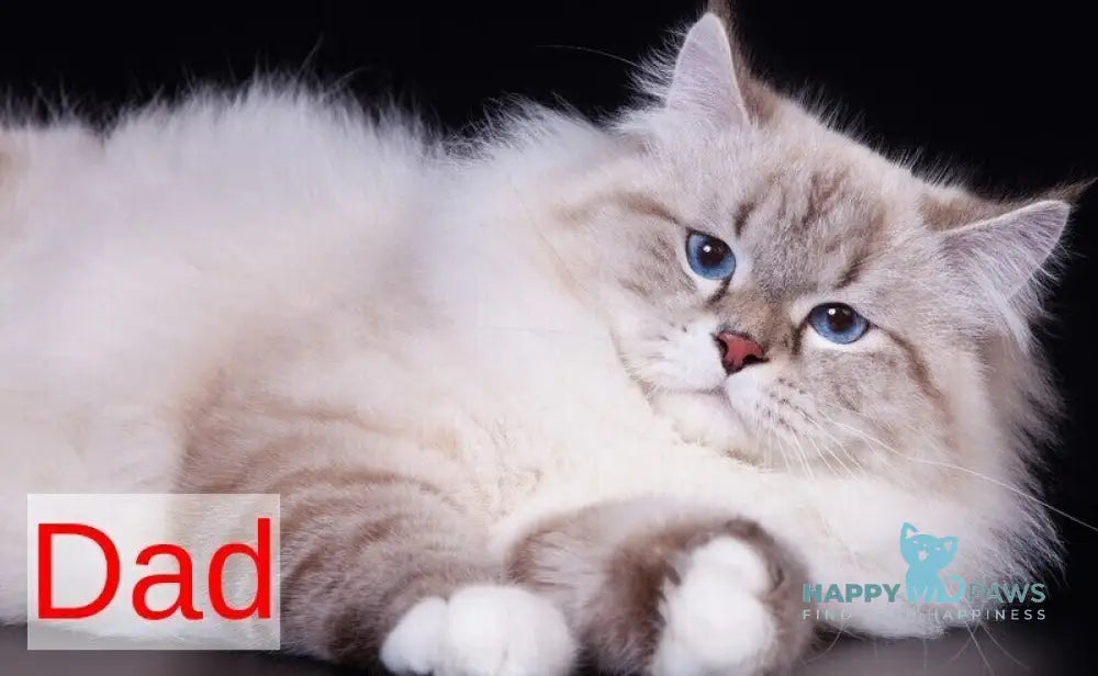 Evelina Siberian female black tabby pointed live animals