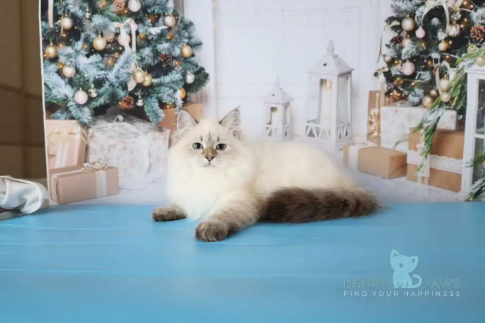 Evelina Siberian female black tabby pointed live animals