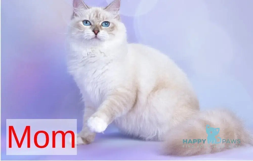 Evelina Siberian female black tabby pointed live animals