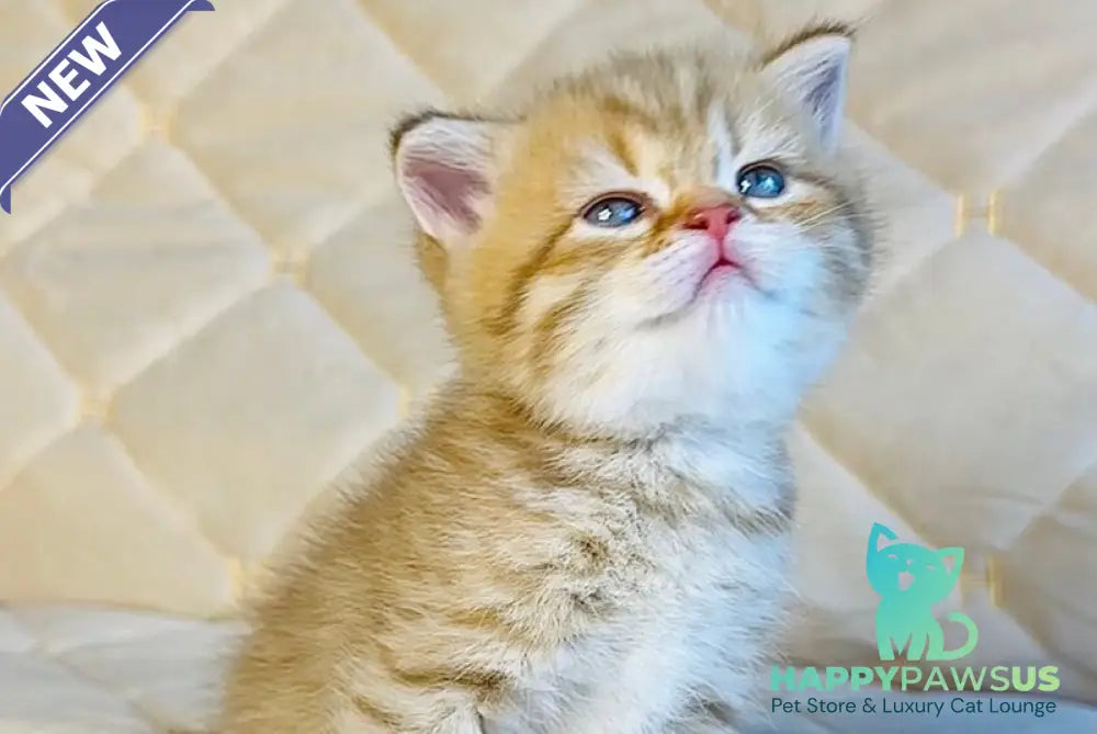 Evelyn British Shorthair female cinnamon golden spotted tabby - live animals
