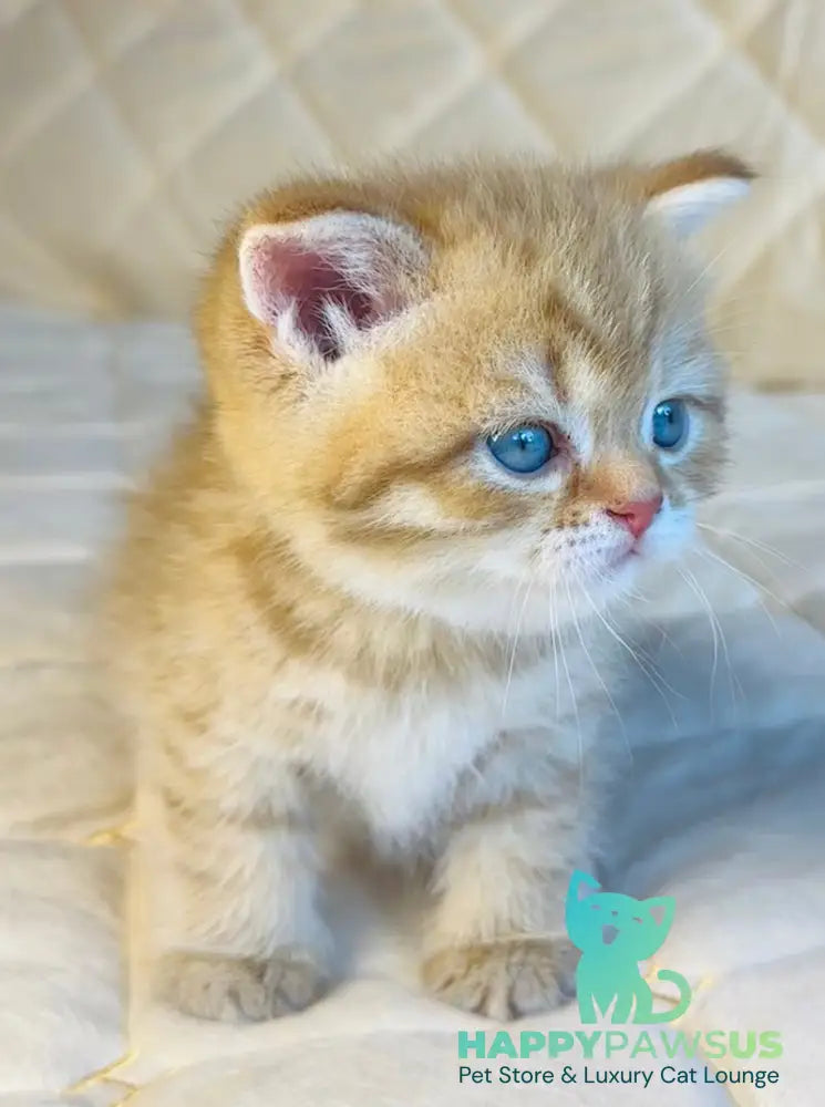 Evelyn British Shorthair female cinnamon golden spotted tabby - live animals