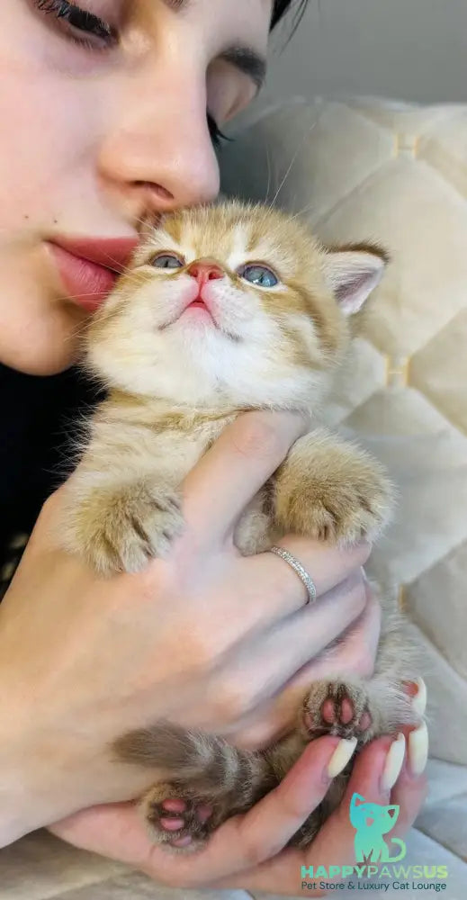 Evelyn British Shorthair female cinnamon golden spotted tabby - live animals