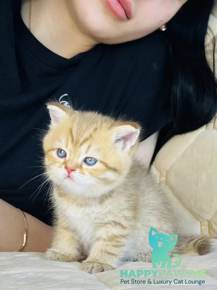 Evelyn British Shorthair female cinnamon golden spotted tabby - live animals