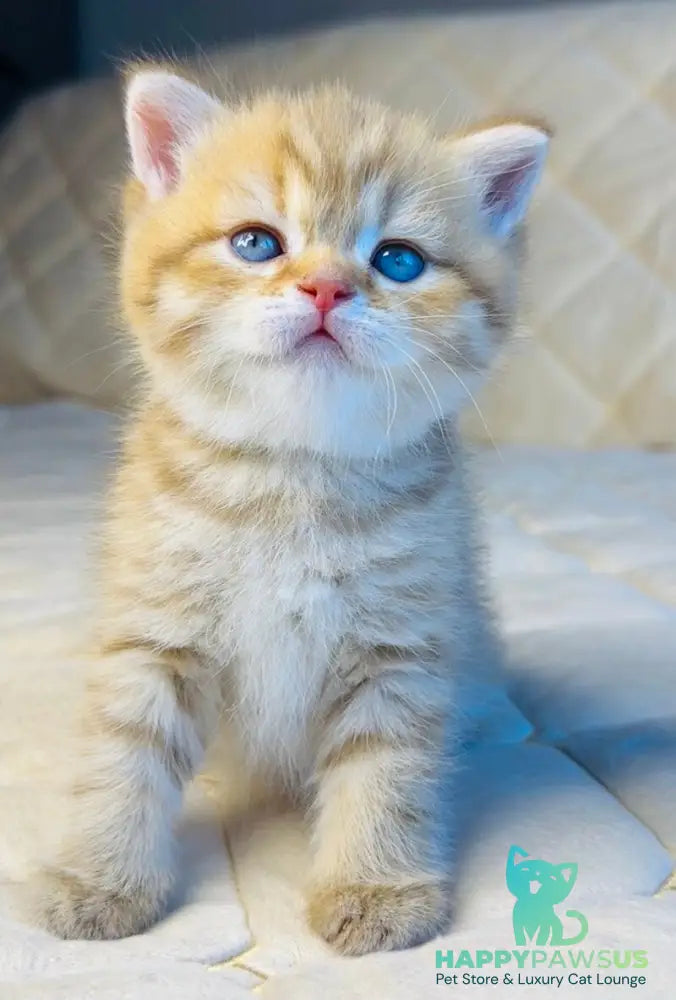 Evelyn British Shorthair female cinnamon golden spotted tabby - live animals