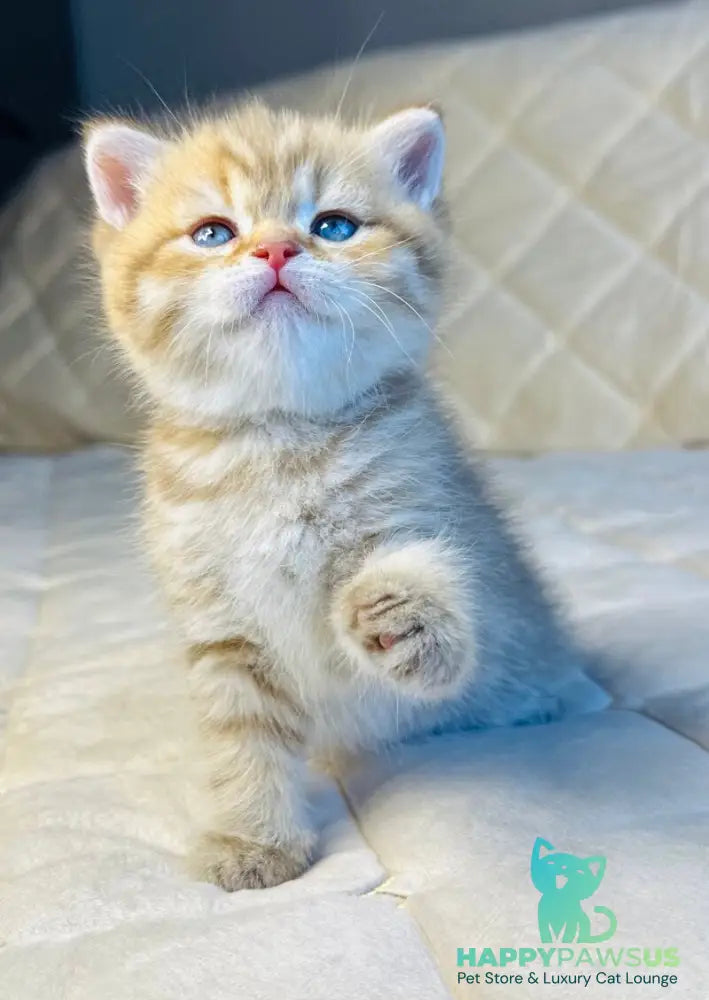 Evelyn British Shorthair female cinnamon golden spotted tabby - live animals