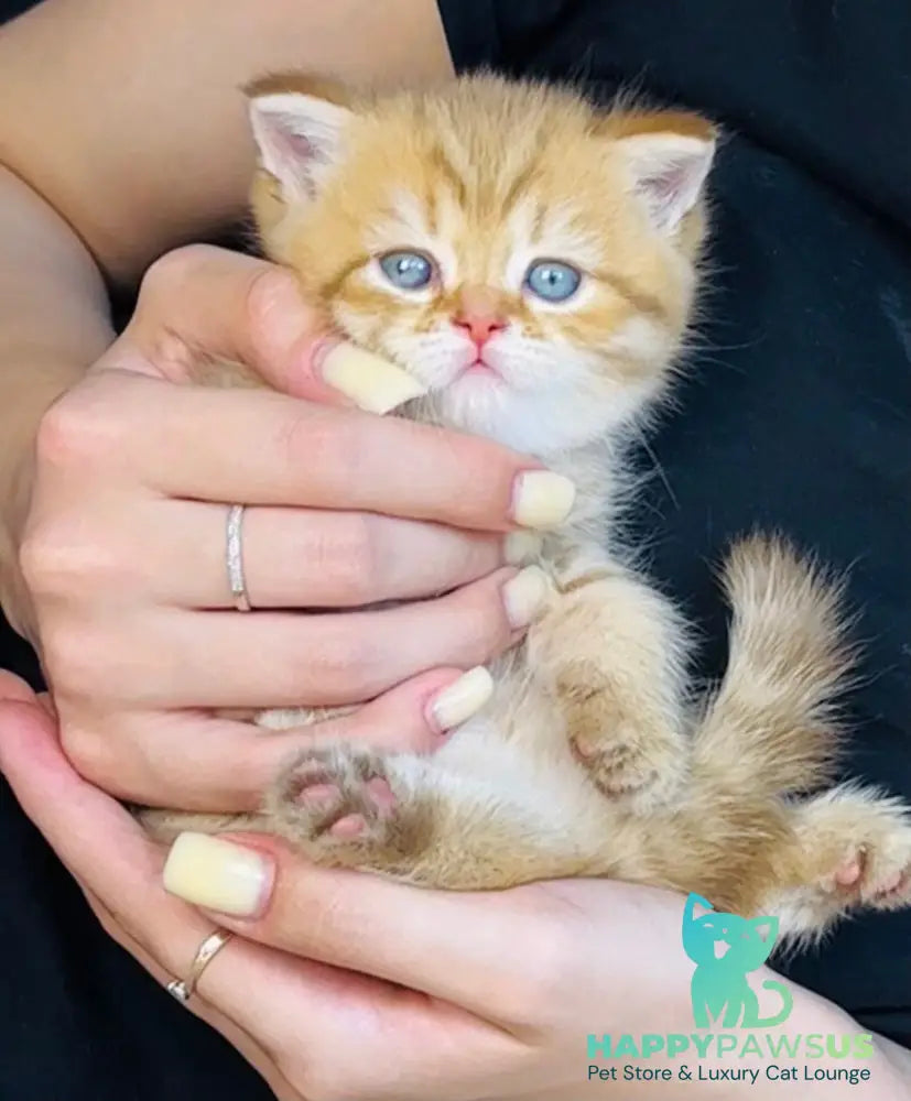 Evelyn British Shorthair female cinnamon golden spotted tabby - live animals