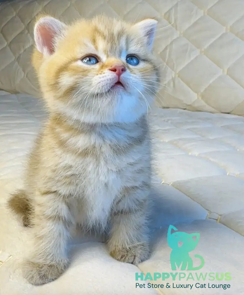 Evelyn British Shorthair female cinnamon golden spotted tabby - live animals
