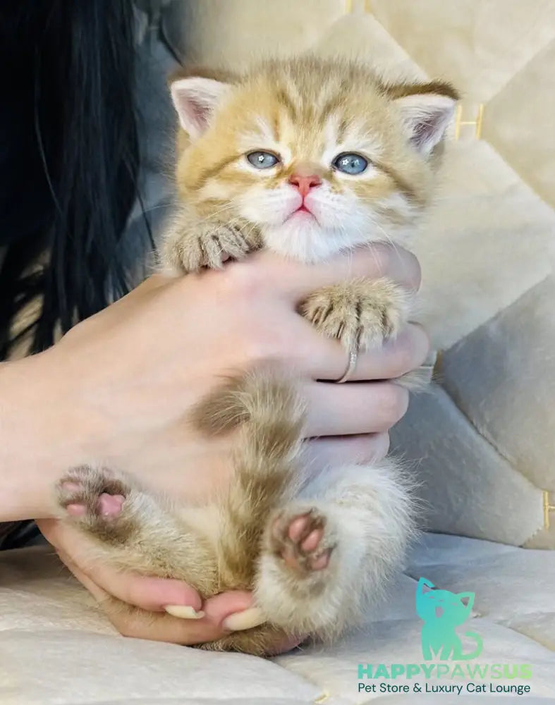 Evelyn British Shorthair female cinnamon golden spotted tabby - live animals