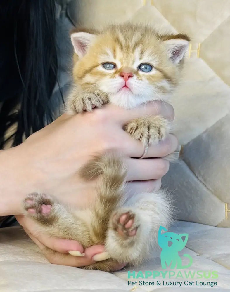 Evelyn British Shorthair female cinnamon golden spotted tabby - live animals