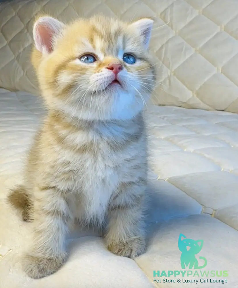 Evelyn British Shorthair female cinnamon golden spotted tabby - live animals