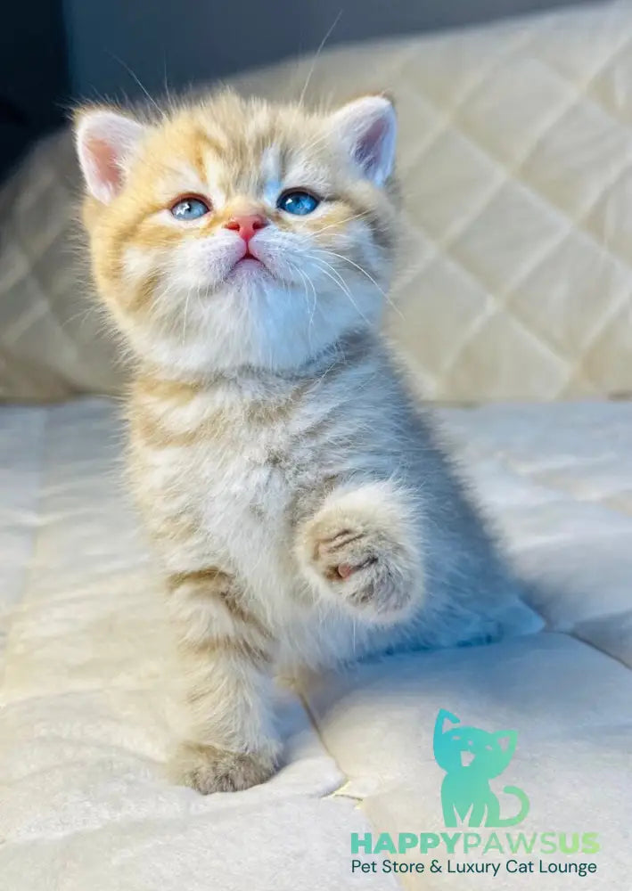Evelyn British Shorthair female cinnamon golden spotted tabby - live animals