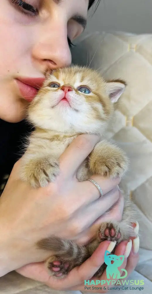 Evelyn British Shorthair female cinnamon golden spotted tabby - live animals