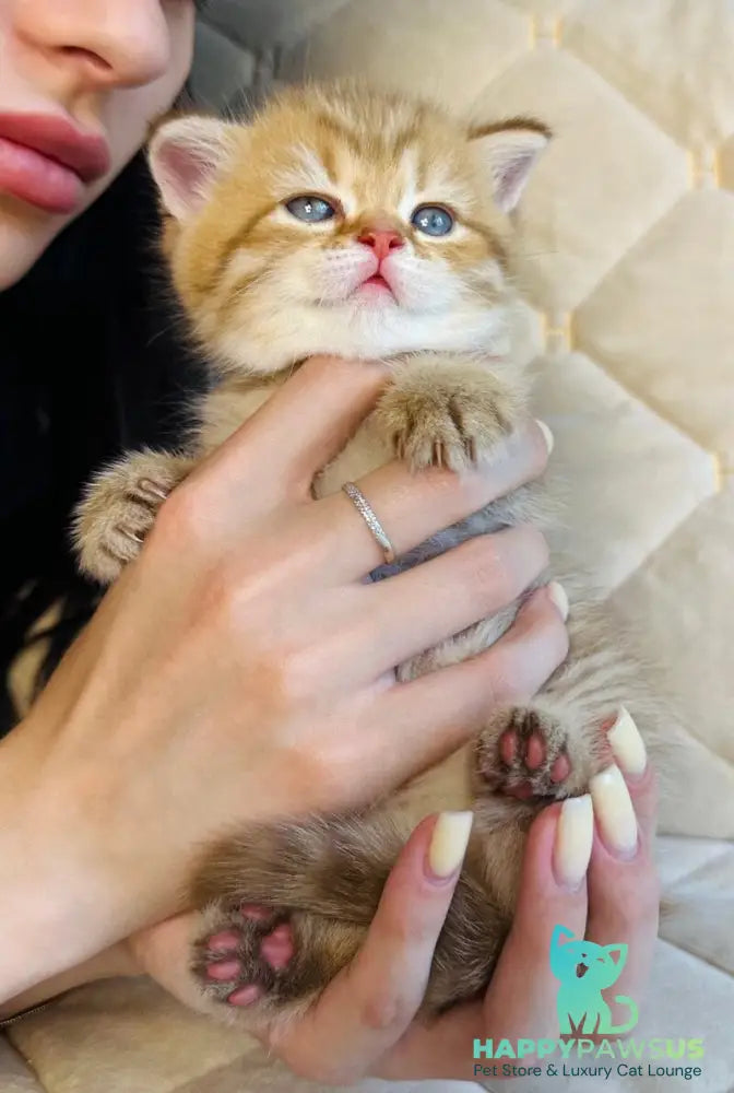 Evelyn British Shorthair female cinnamon golden spotted tabby - live animals