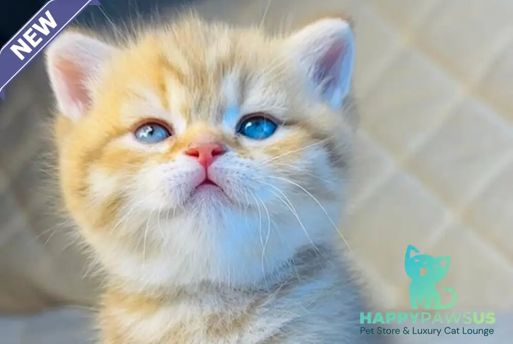 Evelyn British Shorthair female cinnamon golden spotted tabby - live animals