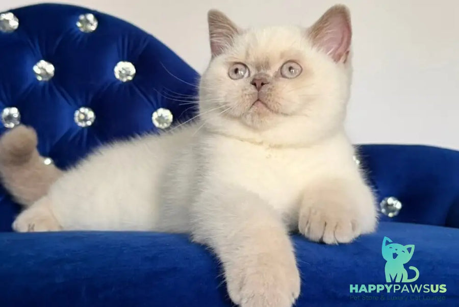 Evelyn British Shorthair male fawn pointed - live animals