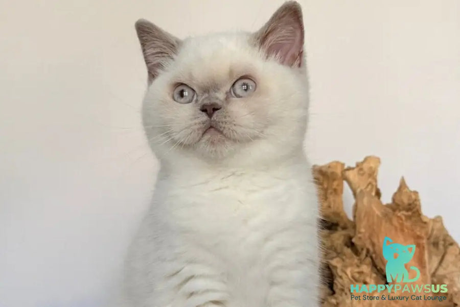 Evelyn British Shorthair male fawn pointed - live animals