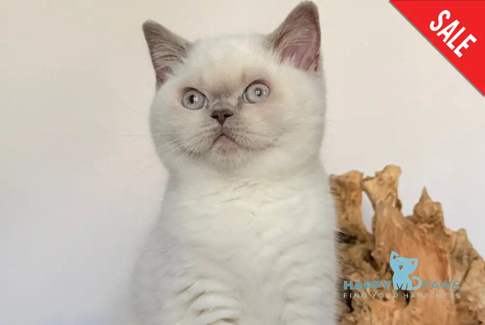 Evelyn British Shorthair male fawn pointed - live animals