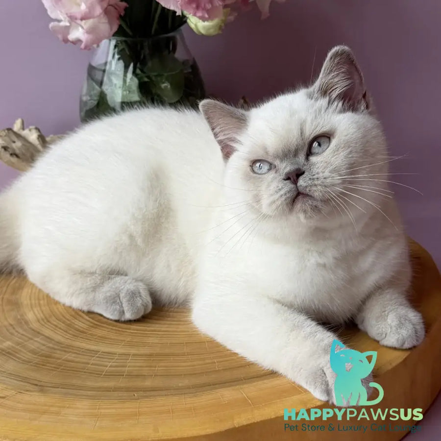 Evelyn British Shorthair female fawn pointed - live animals