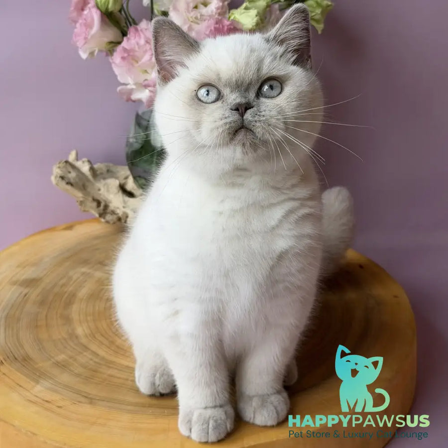 Evelyn British Shorthair female fawn pointed - live animals