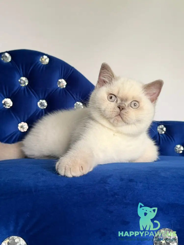 Evelyn British Shorthair male fawn pointed - live animals