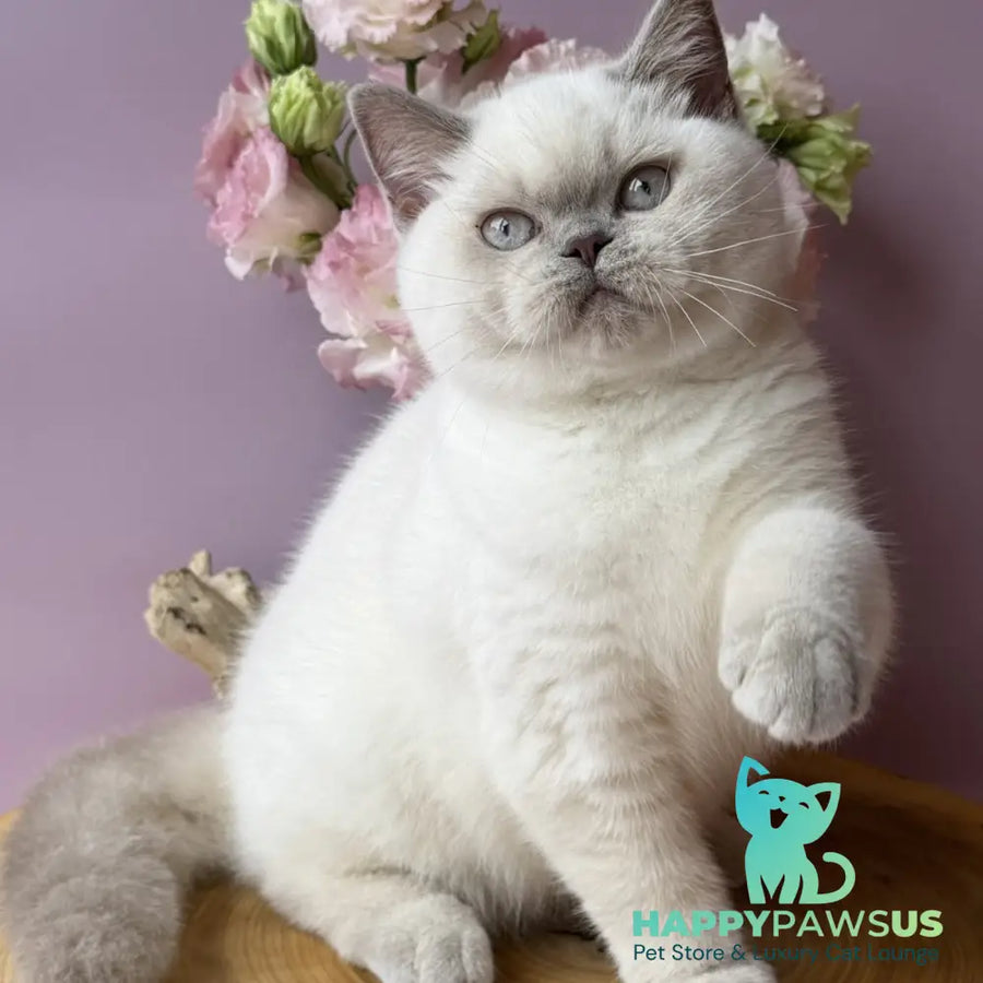 Evelyn British Shorthair female fawn pointed - live animals