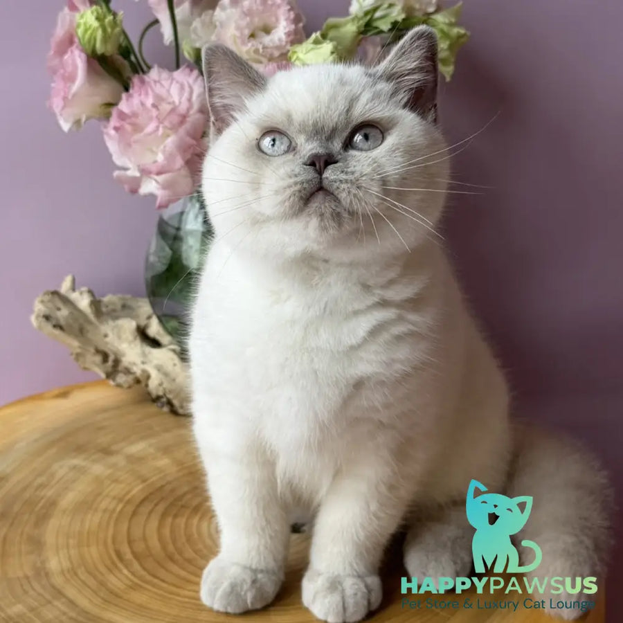 Evelyn British Shorthair female fawn pointed - live animals