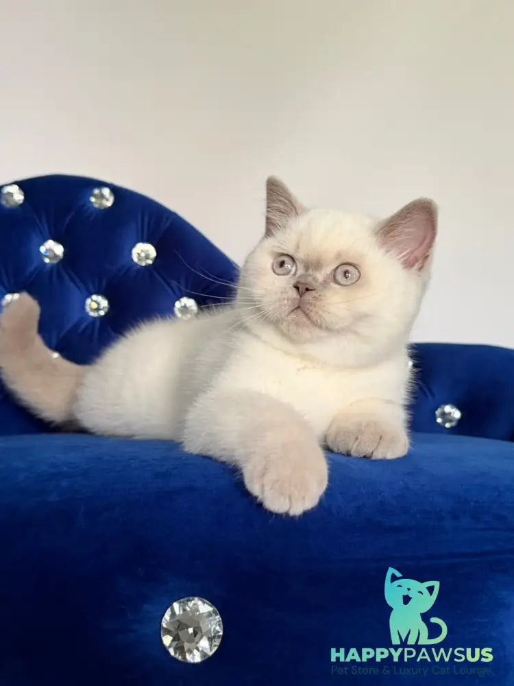 Evelyn British Shorthair male fawn pointed - live animals
