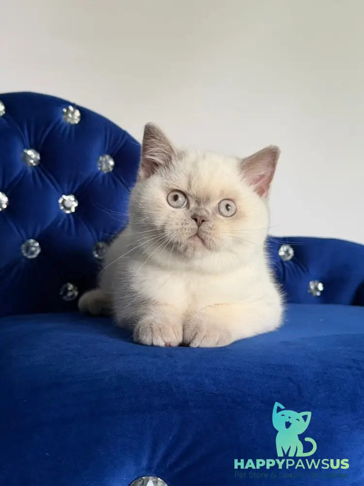 Evelyn British Shorthair male fawn pointed - live animals
