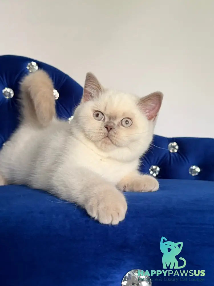 Evelyn British Shorthair male fawn pointed - live animals