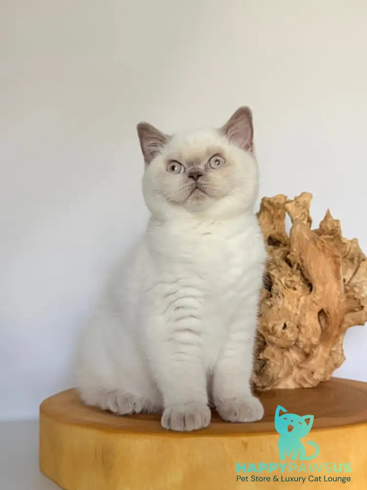Evelyn British Shorthair male fawn pointed - live animals