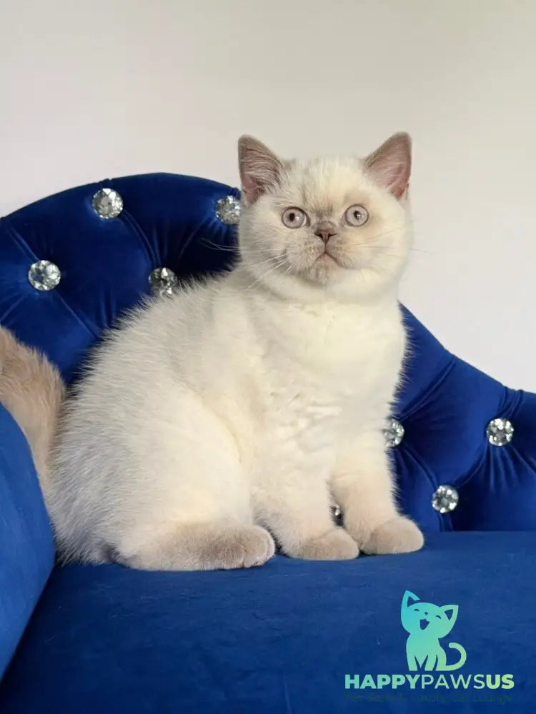 Evelyn British Shorthair male fawn pointed - live animals