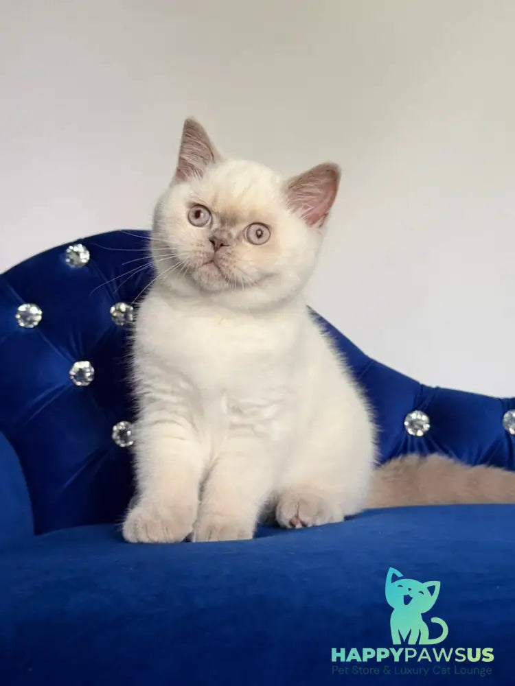 Evelyn British Shorthair male fawn pointed - live animals
