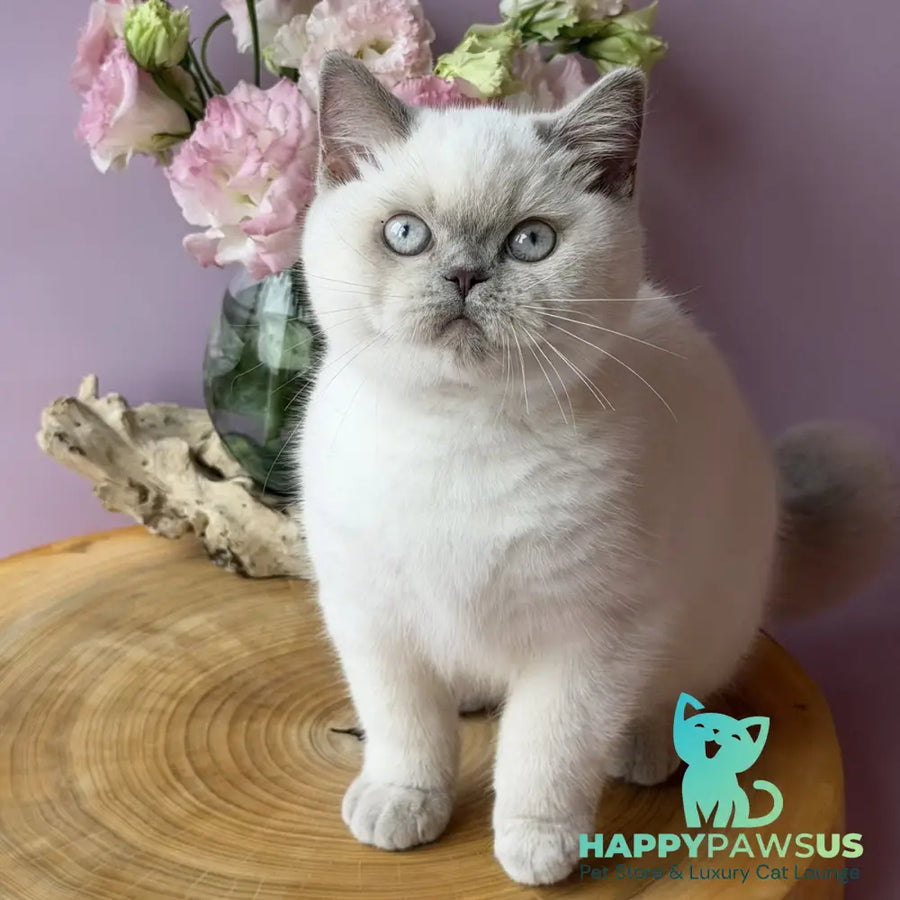 Evelyn British Shorthair female fawn pointed - live animals