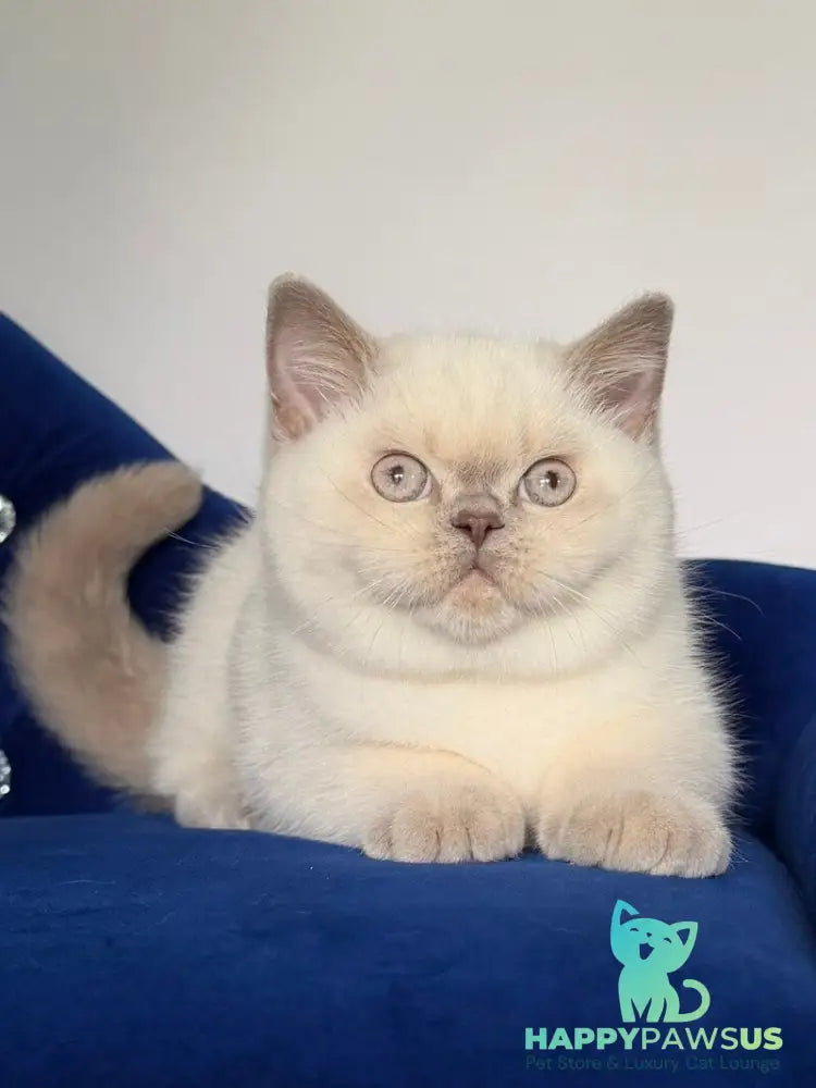 Evelyn British Shorthair male fawn pointed - live animals